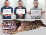 Bắt giữ 3 đối tượng vận chuyển hổ từ Nghệ An ra Lai Châu tiêu thụ