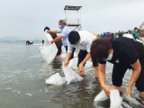Quảng Ninh: Thả 2,3 triệu con giống thủy sản về vịnh Bái Tử Long