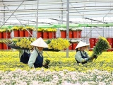 Hoa tươi Việt Nam ngày càng được ưa chuộng ở thị trường Nhật Bản