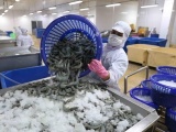 Cơ hội cho doanh nghiệp Việt đẩy mạnh xuất khẩu tôm sang thị trường Nhật