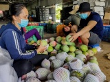 Khánh Hòa: Giá xoài Úc rớt mạnh, chạm đáy 2.000-4.000 đồng/kg