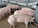Giá lợn hơi tăng cao, tiến sát mốc 60.000 đồng/kg