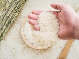 Giá lúa khởi sắc, dự kiến xuất khẩu gạo tiếp tục tăng 