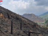 Đắk Lắk: Gần 80hecta rừng tại huyện Lắk bị “phá trắng”