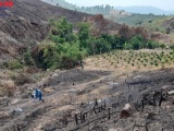Tiếp vụ rừng bị “cạo trọc” ở huyện Lắk: Phá rừng để…trồng rừng 