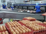 Giá trứng gà, vịt đồng loạt tăng từ 2.000 - 5.000 đồng/chục