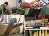 Thanh Hóa: Cặp vợ chồng trong đường dây mua bán hổ nấu cao bị bắt