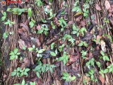 Kon Tum: Người dân “khóc ròng” vì hàng chục nghìn cây sâm Ngọc Linh bị chết