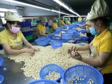 Doanh nghiệp Việt đã nhận lại 100 container điều xuất sang Italia 