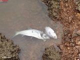 Hà Tĩnh: Vì sao cá chết dạt trắng bờ ở đập chứa nước Khe Lang?