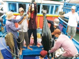 Kim ngạch xuất khẩu cá ngừ năm 2022 dự kiến sẽ đạt khoảng 1 tỷ USD