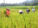 Giá lúa giảm ở nhiều địa phương đồng bằng sông Cửu Long