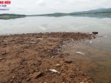 Hà Tĩnh: Nguyên nhân cá chết bất thường trên hồ đập nước Khe Lang 