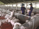 Thúc đẩy phát triển chuỗi liên kết, bình ổn thị trường thịt lợn