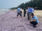 Hàng chục tấn vỏ ngao dạt vào bờ biển Thanh Hóa
