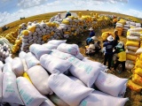 Xuất khẩu gạo khởi sắc trong 8 tháng đầu năm