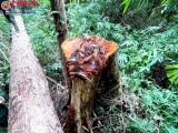 Diễn biến mới vụ phá rừng quy mô lớn tại vùng biên Kon Tum