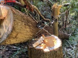Kon Tum: Khởi tố vụ phá hơn 40m3 gỗ rừng tại vùng biên