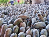Nghệ An: Bí xanh chất đống, chỉ 5.000 đồng/kg vẫn vắng khách mua 
