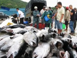 Xuất khẩu cá ngừ tăng tốc trong những tháng cuối năm
