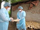 Bộ Y tế đề nghị Phú Thọ tăng cường chống cúm gia cầm