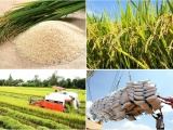 Giá gạo xuất khẩu Việt Nam đạt mức cao, thu về gần 3 tỷ USD