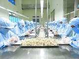 Khoai lang và tổ yến của Việt Nam được xuất khẩu chính ngạch sang Trung Quốc