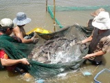 Giá thủy hải sản tươi sống tại Kiên Giang tăng mạnh