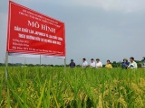 Hà Nội: Đẩy mạnh ứng dụng công nghệ 4.0 vào sản xuất lúa Japonica