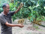 Việt Nam hoàn thành mở cửa thị trường nông sản sang một số nước