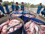 Dự kiến xuất khẩu cá tra sẽ lập kỷ lục trên 2,4 tỷ USD trong năm 2022