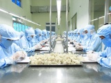 Việt Nam dự kiến xuất khẩu lô tổ yến đầu tiên sang Trung Quốc vào năm 2023