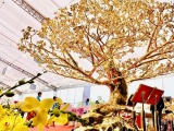 Độc đáo cây mai mạ vàng xác lập kỷ lục Việt Nam