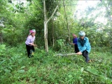 Tân Uyên, Lai Châu: Người dân hưởng lợi thiết thực từ môi trường rừng