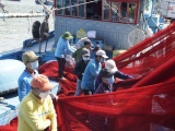 Ngư dân Bình Định bám biển xuyên Tết với mong muốn cá đầy khoang