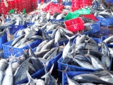Xuất khẩu cá ngừ lập kỷ lục, đạt hơn 1 tỷ USD trong năm 2022