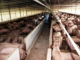 Thịt heo rớt giá mạnh, doanh nghiệp chăn nuôi gặp khó