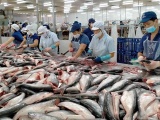 Dự báo doanh nghiệp xuất khẩu cá tra sẽ gặp khó trong nửa đầu năm 2023