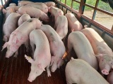 Giá lợn hơi liên tục giảm khiến người chăn nuôi gặp khó khăn