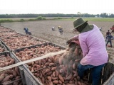 Việt Nam có 70 vùng trồng khoai lang đủ điều kiện xuất khẩu sang Trung Quốc