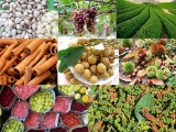 Doanh nghiệp Việt cần cẩn trọng khi xuất khẩu nông sản sang thị trường Algeria