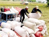 Nguồn cung giảm, giá gạo xuất khẩu của Việt Nam lên cao nhất 2 năm