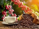 Việt Nam đẩy mạnh xuất khẩu cà phê sang thị trường Mỹ