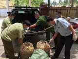 Tăng cường kiểm soát, xử lý nghiêm tình trạng vận chuyển trái phép gia cầm vào Việt Nam