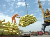 Giá gạo xuất khẩu tăng cao nhất 10 năm, đạt bình quân 517 USD/tấn