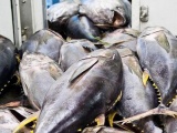 Xuất khẩu cá ngừ sang thị trường Mexico tăng trưởng khá