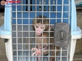 Một gia đình bàn giao 3 cá thể khỉ vàng quý hiếm cho Vườn Quốc gia Vũ Quang