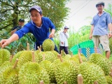 Sầu riêng trở thành loại trái cây có kim ngạch xuất khẩu lớn nhất Việt Nam