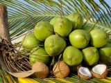 Việt Nam có cơ hội xuất khẩu chính ngạch dừa tươi sang Trung Quốc