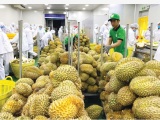 Bộ NN&PTNT yêu cầu kiểm soát kiểm dịch thực vật khi xuất khẩu sang Trung Quốc